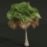 Palmas Borassus Flabellifer Pequeño - Pandora-land