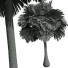 Palmas Borassus Flabellifer Pequeño - Pandora-land