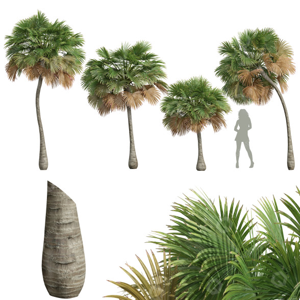 Palmas Borassus Flabellifer Pequeño Modelo 3D