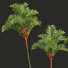 Palmen Cyrtostachys Renda Groß - Pandora-land