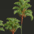 Palmen Cyrtostachys Renda Groß - Pandora-land