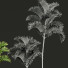 Palmen Cyrtostachys Renda Groß - Pandora-land