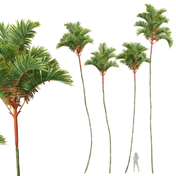 Palmen Cyrtostachys Renda Groß 3D-Modell