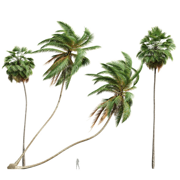Palmy Cocos Nucifera Windy and Borassus Flabellifer model 3D