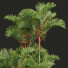 Palmy Cyrtostachys Renda 02 - Pandora-land