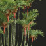 Palmy Cyrtostachys Renda 02 - Pandora-land