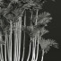 Palmy Cyrtostachys Renda 02 - Pandora-land