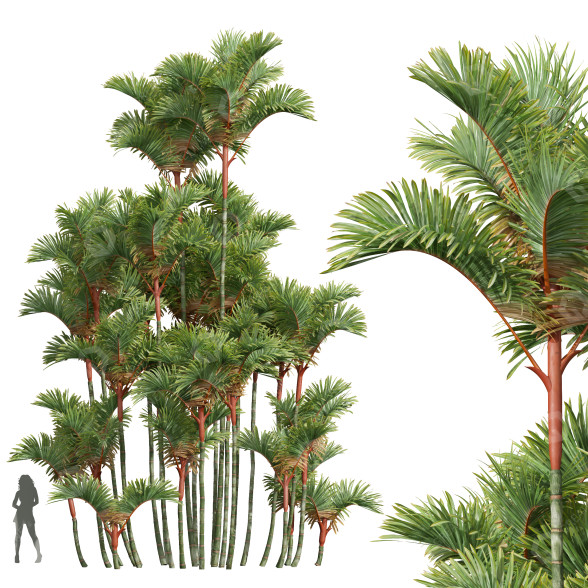 Palmy Cyrtostachys Renda 02 model 3D