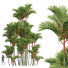 Palmy Cyrtostachys Renda 02 - Pandora-land