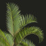 Palmen Chrysalidocarpus Lutescens - Pandora-land