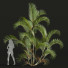 Palmen Chrysalidocarpus Lutescens - Pandora-land