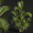 Palmen Chrysalidocarpus Lutescens - Pandora-land