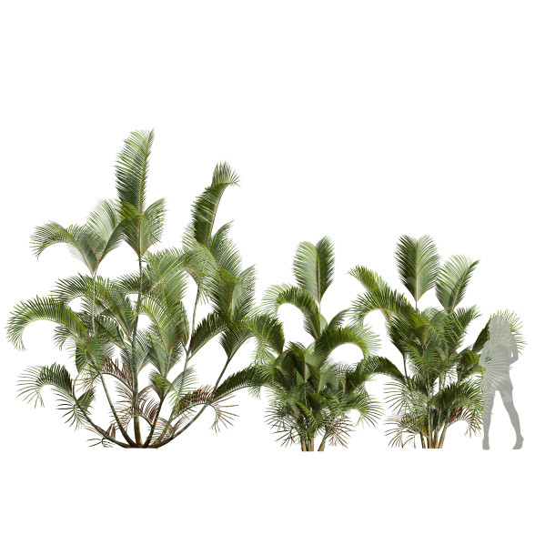 Palmen Chrysalidocarpus Lutescens 3D-Modell
