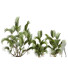 Palmen Chrysalidocarpus Lutescens - Pandora-land