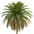 Palmas Fénix canariensis - Pandora-land