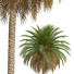 Palmas Fénix canariensis - Pandora-land