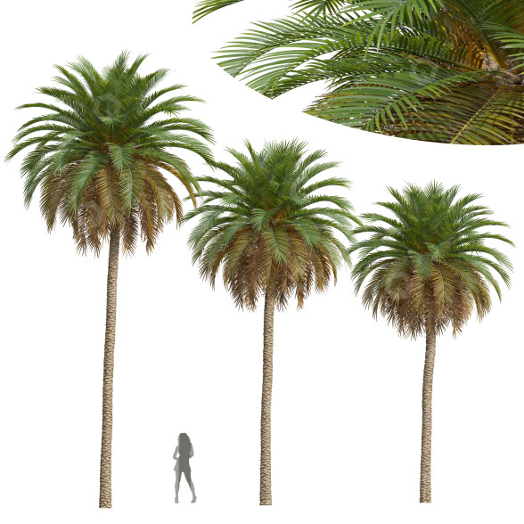 Palmas Fénix canariensis Modelo 3D