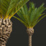Palmas Fénix canariensis jardín decorativo - Pandora-land