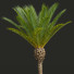 Palmas Fénix canariensis jardín decorativo - Pandora-land