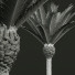 Palmas Fénix canariensis jardín decorativo - Pandora-land