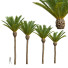 Palmas Fénix canariensis jardín decorativo - Pandora-land