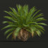 Palmen Phoenix canariensis dekorativer garten klein - Pandora-land