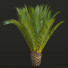 Palmen Phoenix canariensis dekorativer garten klein - Pandora-land