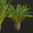 Palmen Phoenix canariensis dekorativer garten klein - Pandora-land