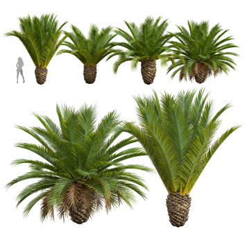 Palmen Phoenix canariensis dekorativer garten klein