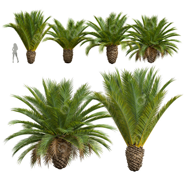 Palmen Phoenix canariensis dekorativer garten klein 3D-Modell