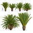 Palmen Phoenix canariensis dekorativer garten klein - Pandora-land