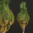 Palmy Phoenix Canariensis Washingtonia Robusta - Pandora-land