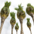 Palmy Phoenix Canariensis Washingtonia Robusta - Pandora-land