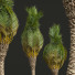 Palmy Phoenix Canariensis Washingtonia Robusta - Pandora-land