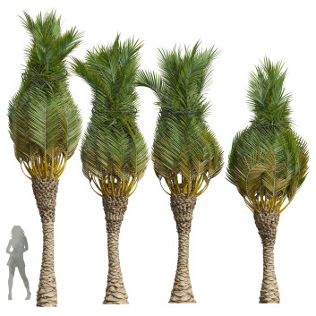 Palmen Phoenix canariensis washingtonia robusta 