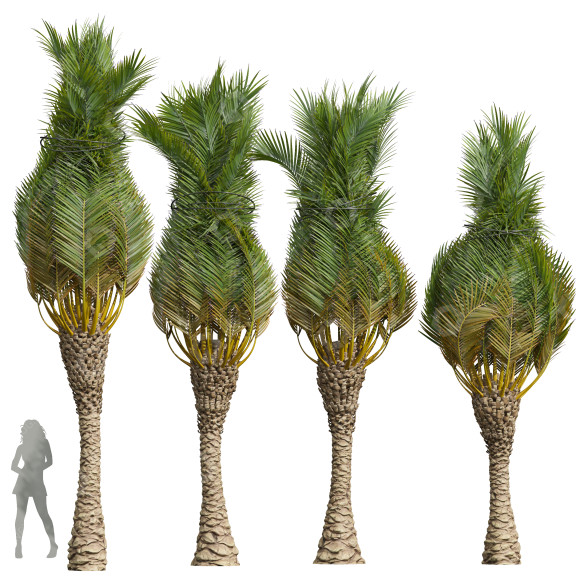 Palmy Phoenix Canariensis Washingtonia Robusta model 3D