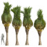 Palmy Phoenix Canariensis Washingtonia Robusta - Pandora-land