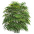 Büsche Rhapis excelsa 9 - Pandora-land