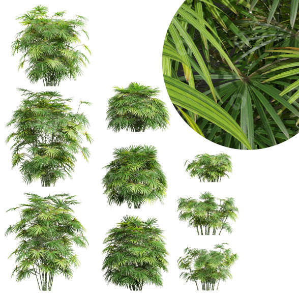 Büsche Rhapis excelsa 9 3D-Modell