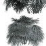 Büsche Rhapis excelsa 9 - Pandora-land