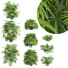 Büsche Rhapis excelsa 9 - Pandora-land
