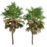Palmen Sphaeropteris lepifera und Acoelorrhaphe wrightii - Pandora-land