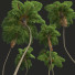 Palmen Sphaeropteris lepifera und Acoelorrhaphe wrightii - Pandora-land