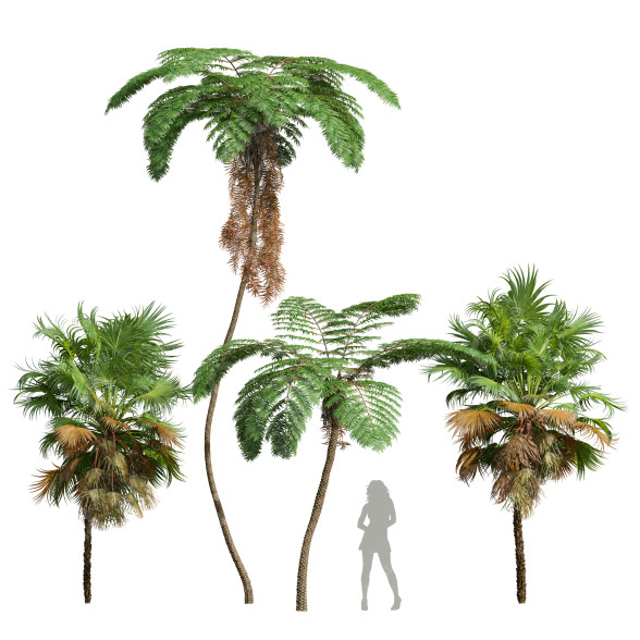 Palmen Sphaeropteris lepifera und Acoelorrhaphe wrightii 3D-Modell