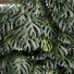 Hecke Vertikaler Garten 01 Schweizer Käsepflanze - SpinelCGI