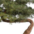 Tree and Bushes Outdoor Plant 69 - uniquevry