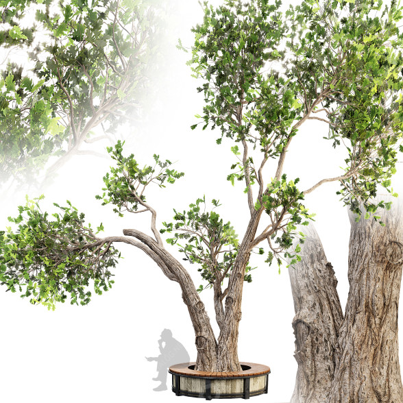 Дерево и лава Outdoor Plant Set 05 3D модель