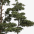 Drzewa Plant 70 - uniquevry