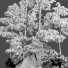 Drzewa Plant 70 - uniquevry