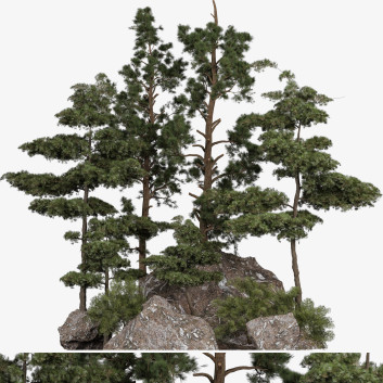 Plant 70